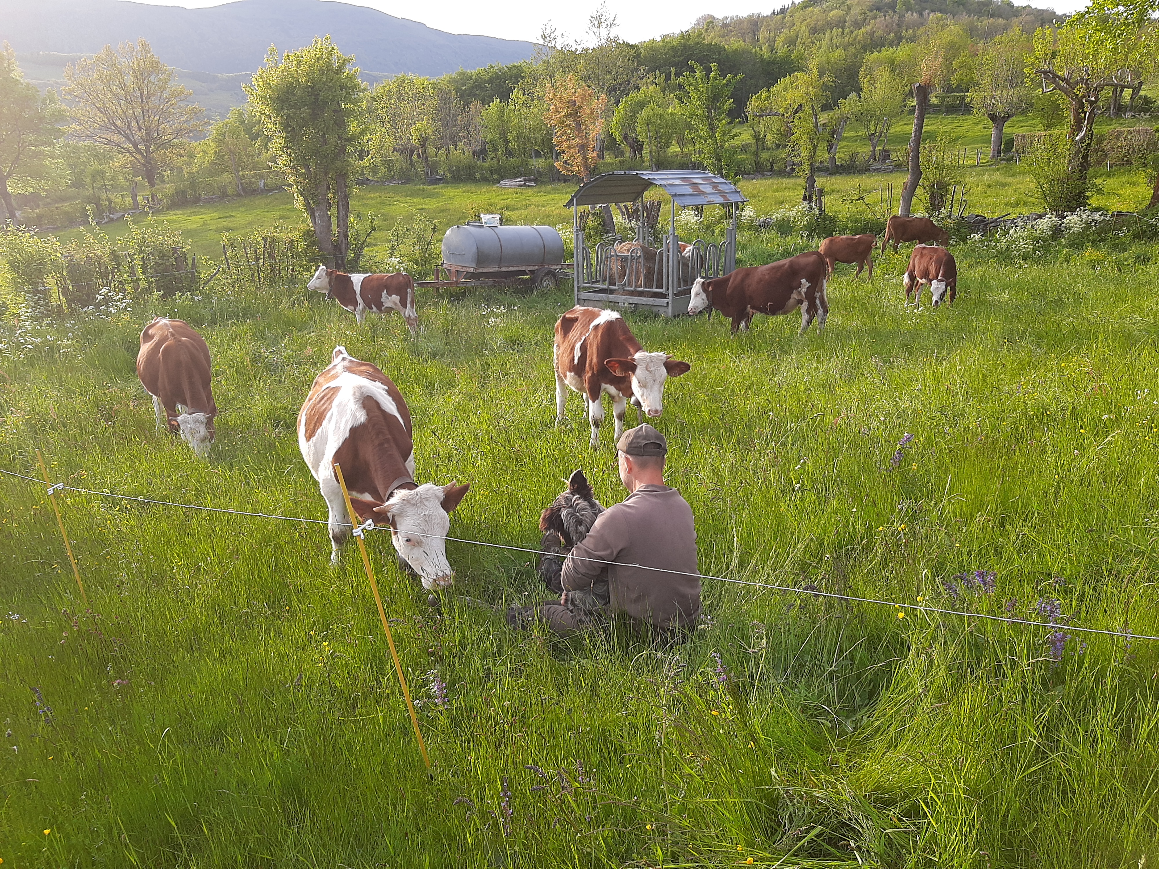 Troupeau GAEC Normand
